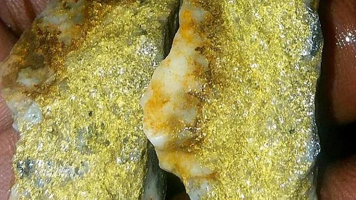 High-grade gold ore specimen showing visible gold mineralization in quartz matrix.